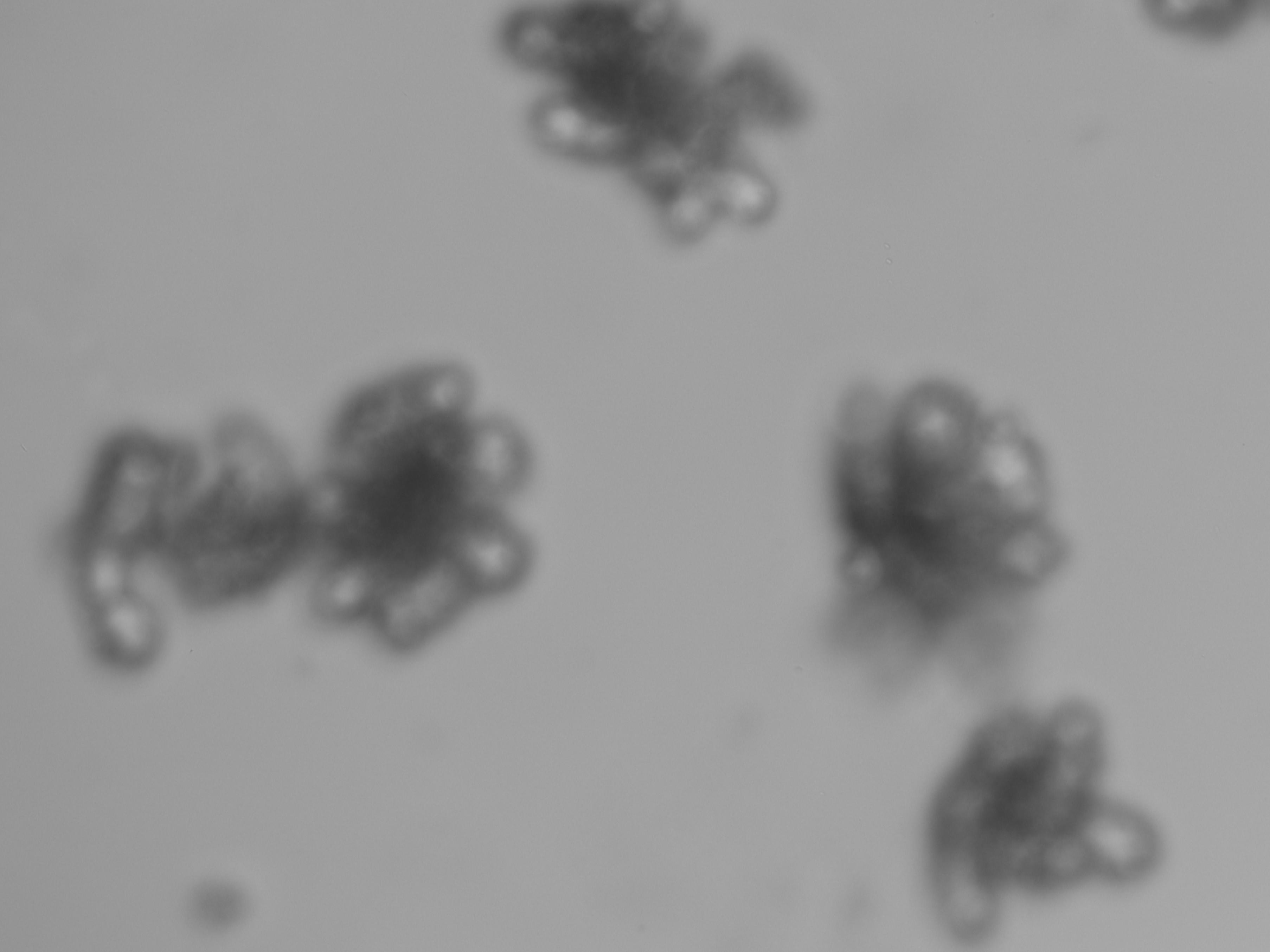 案例分享：小鼠小腸類器官Z軸多層掃描成像